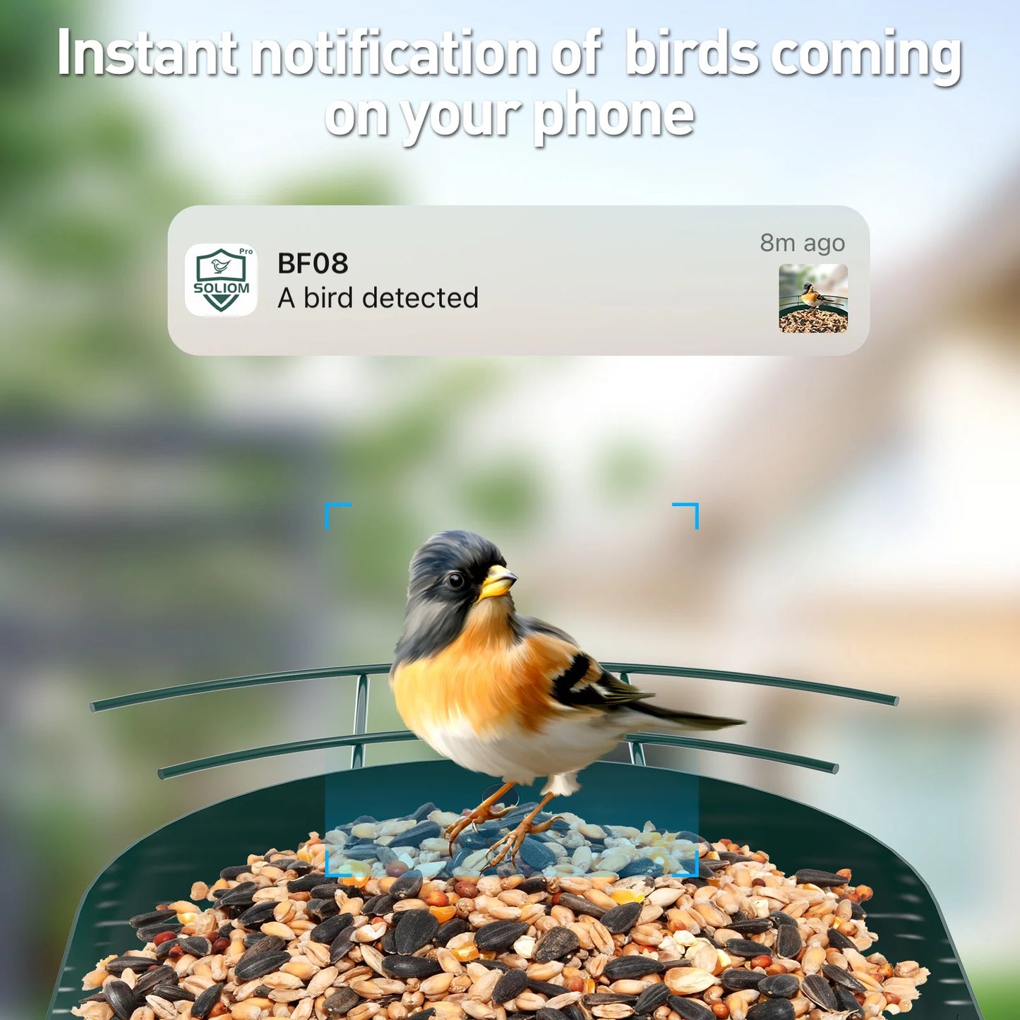 Bird Feeder Camera with 5W Solar Panel
