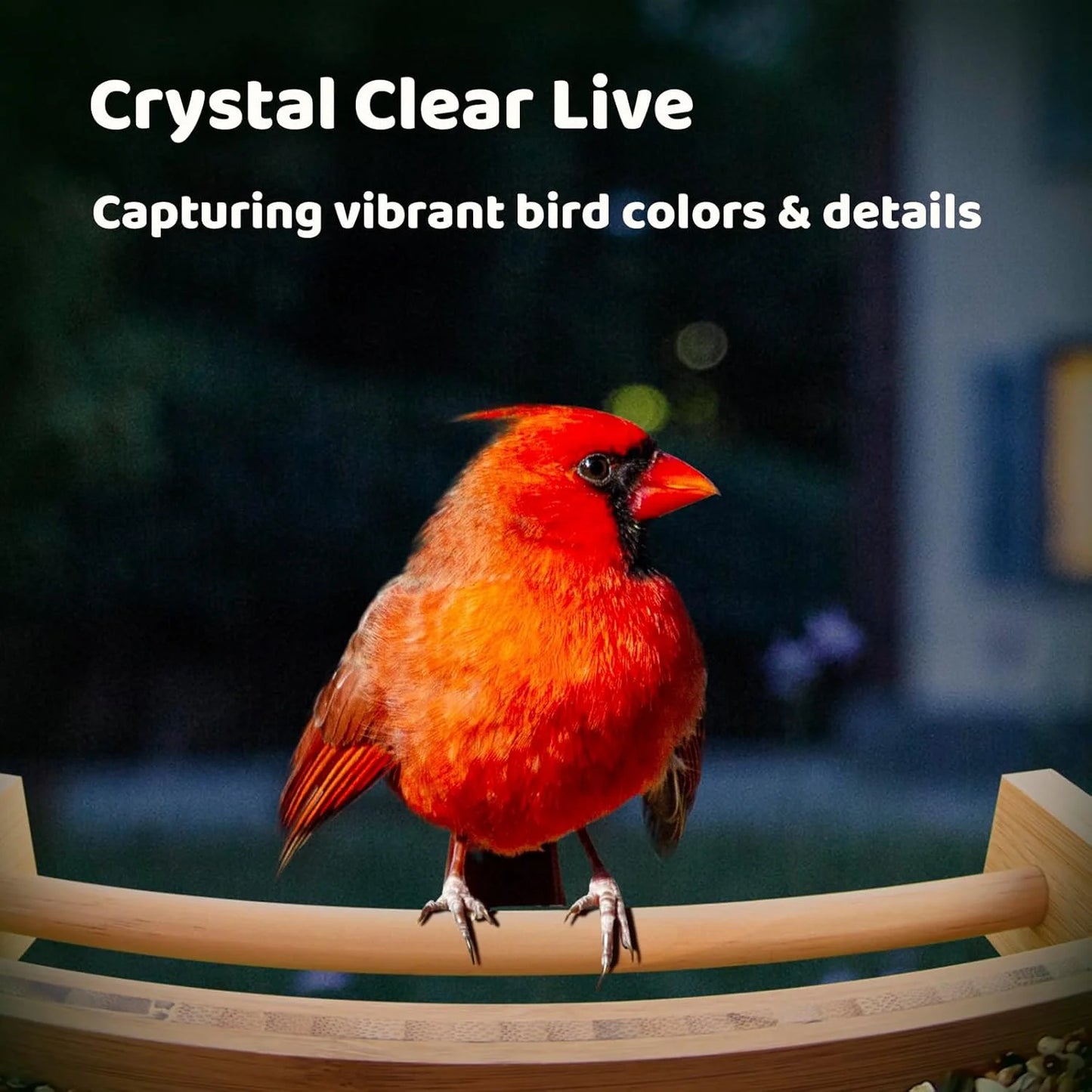 Wooden Smart Bird Feeder with Camera