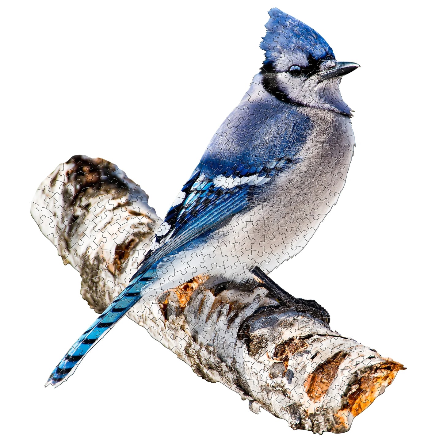 I Am Blue Jay - 300 Piece Jigsaw Puzzle