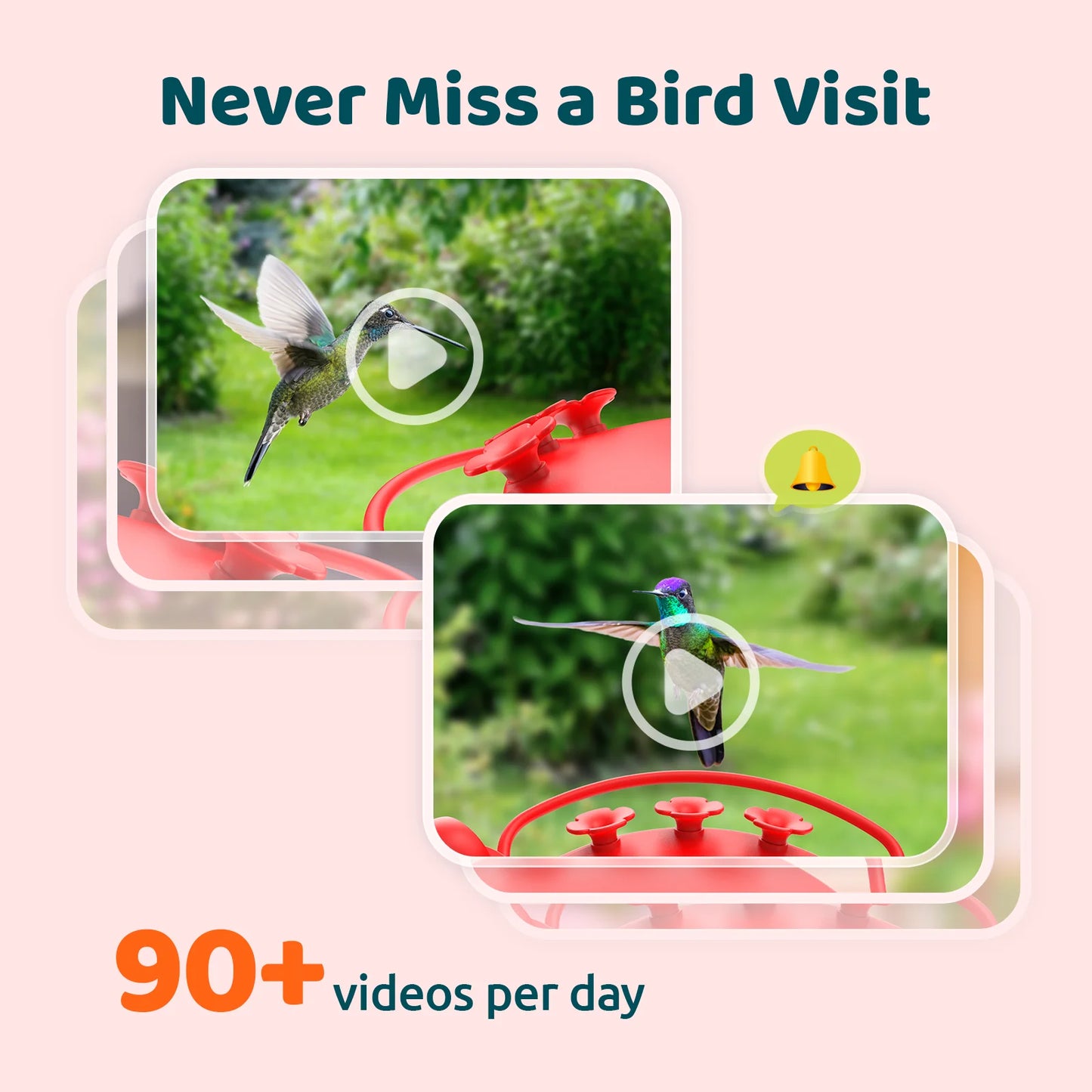 Netvue Ā® Hummingbird Feeder with Camera, 2K - Dual Camera Hummingbird Feeder