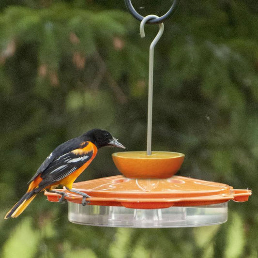 Oriole Feeder - Classic
